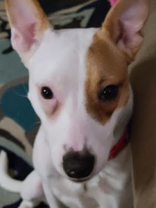 Meet your Posher, Morgan